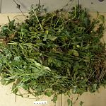 Наркополицейские нашли более 11 килограммов маковой соломы в заброшенном доме
