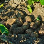  В Новгородской области намерены собрать на 60 тысяч тонн картошки больше, чем в прошлом году