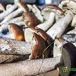 В Новгородской области из леса вынесли тело грибника 