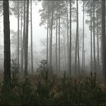 Двоих жителей Новгородской области осудили за изнасилование 15-летней в лесу