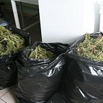 В Новгородской области изъяли три мешка марихуаны 