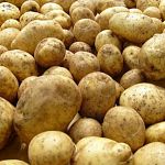 В Новгородской области за пять лет производство картофеля выросло в 1,7 раза