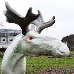 Новгородский лось из парка 30-летия Октября не дает покоя вандалам