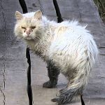 В Боровичском районе по решению главы поселения уничтожили больше десяти кошек