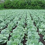 Питерский инвестор планирует выращивать капусту в Маловишерском районе