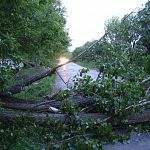 В Парфинском районе упавшее на дорогу дерево стало причиной аварии