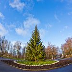 Фотофакт: в парке 30-летия Октября установили новогоднюю елку 
