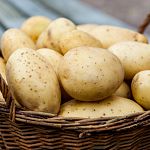 Компания «Плодородие» построит в Новгородской области несколько объектов для хранения картофеля