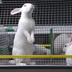В Новгородской области планируется строительство крупной кроликофермы