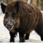 В Новгородской области произошла вспышка африканской чумы свиней
