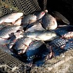 Рыбопромысловики: «Рыбы в озере меньше не стало»