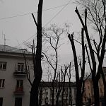 «Испортили 8 Марта» - жители новгородского двора возмутились обрезкой деревьев 