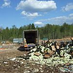 В Новгородской области собственник капусты, попавшей под санкции, сам её уничтожил 