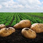 «Новгородская картофельная система» планирует достроить хранилище для «второго хлеба» до осени
