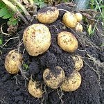  Жителю Новгородской области вынесли приговор за хищение картошки 