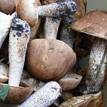Фотофакт: в Старорусском районе пошли грибы-подберезовики