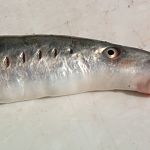 На территории Валдайского парка нашли рыбу-семидырку 
