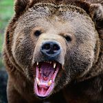В Новгородском районе охотятся на медведя, выходившего к детскому лагерю и деревням