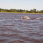 Новгородские моржи собираются переплыть озеро Ильмень