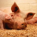 Африканская чума снова убивает свиней в Холмском районе