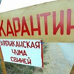 В трёх районах Новгородской области ввели карантин по АЧС