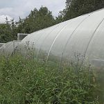 Житель Ленобласти вырастил плантацию конопли в Волотовском районе
