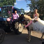 На свадьбу в Сольцах жених приехал на тракторе, а невеста – на лошади