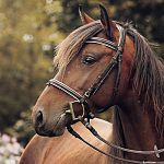 В новгородском конно-спортивном клубе спасли задыхавшуюся лошадь