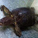 «Внимание, черепаха!»: в Валдай приехало пресмыкающееся, которое переходило М-10