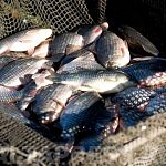 Ученые сделали вывод о нецелесообразности запрета сетей в Ильмене в период нереста рыбы