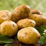 Картофелеводству в Новгородской области «добавят» высоких технологий