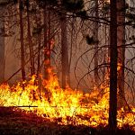 Правительство обязало владельцев земли обеспечить пожарную безопасность на участках у леса 
