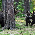 25 литров медовухи похитили в Новгородской области 