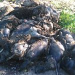 Под Валдаем и Демянском обнаружили груды мёртвых овец