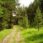 Житель Новгородской области девять дней плутал в лесу 