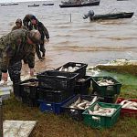 Новгородского рыбопромысловика на озере Ильмень уличили в сокрытии уловов судака