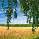Белорусские аграрии рассматривают вопрос о покупке земли в Новгородской области