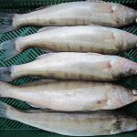 В Старорусском районе рыбаки незаконно выловили 371 килограмм судака