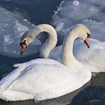 Жители Валдая: «Спасите семью лебедей, которая не улетела на юг»