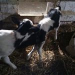 В Новгородской области впервые с 2011 года корова родила тройню