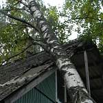 Сельская администрация пояснила в суде, что упавшее на крышу новгородки дерево ей не принадлежит 