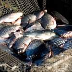 Любители согласны на частичное закрытие озера в нерест, если промысловикам запретят ловить ценную рыбу