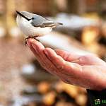 Продолжаем рассказ о зимующих птицах Великого Новгорода
