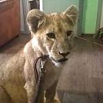 Львёнка Бонни сегодня забрали петербургские волонтёры в Великом Новгороде 