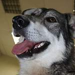 После всех испытаний новгородский пёс по кличке Граф нашёл свое счастье