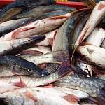 Предложение о запрете на вылов ценной рыбы в нерест на Ильмене прошло согласование в ВНИРО