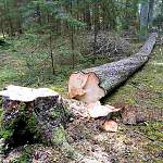 В Новгородской области женщину убило спиленным деревом 
