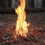  Отдыхающие устроили первый лесной пожар в Новгородской области 
