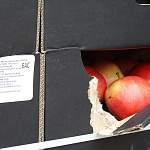 В Великом Новгороде раздавили девятнадцать тонн польских яблок 