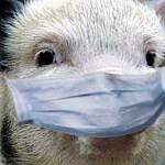 В Старорусском районе выявлен очаг африканской чумы свиней